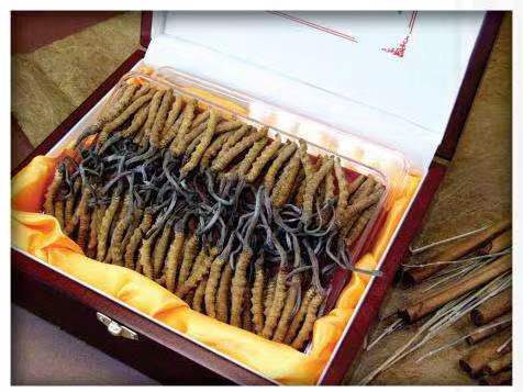 清涧冬虫夏草回收